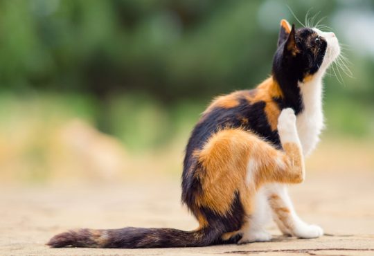 Top Tips to Identify a Calico Cat